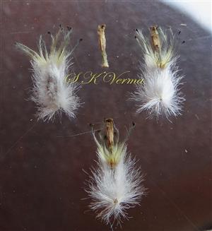  Peripheral  florets